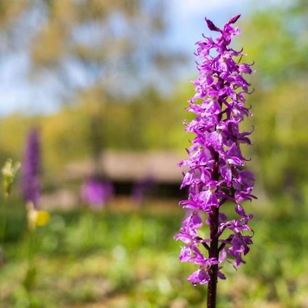 Villaggio Anemone - Chalet Mirtillo Capanne di Sillano Екстериор снимка